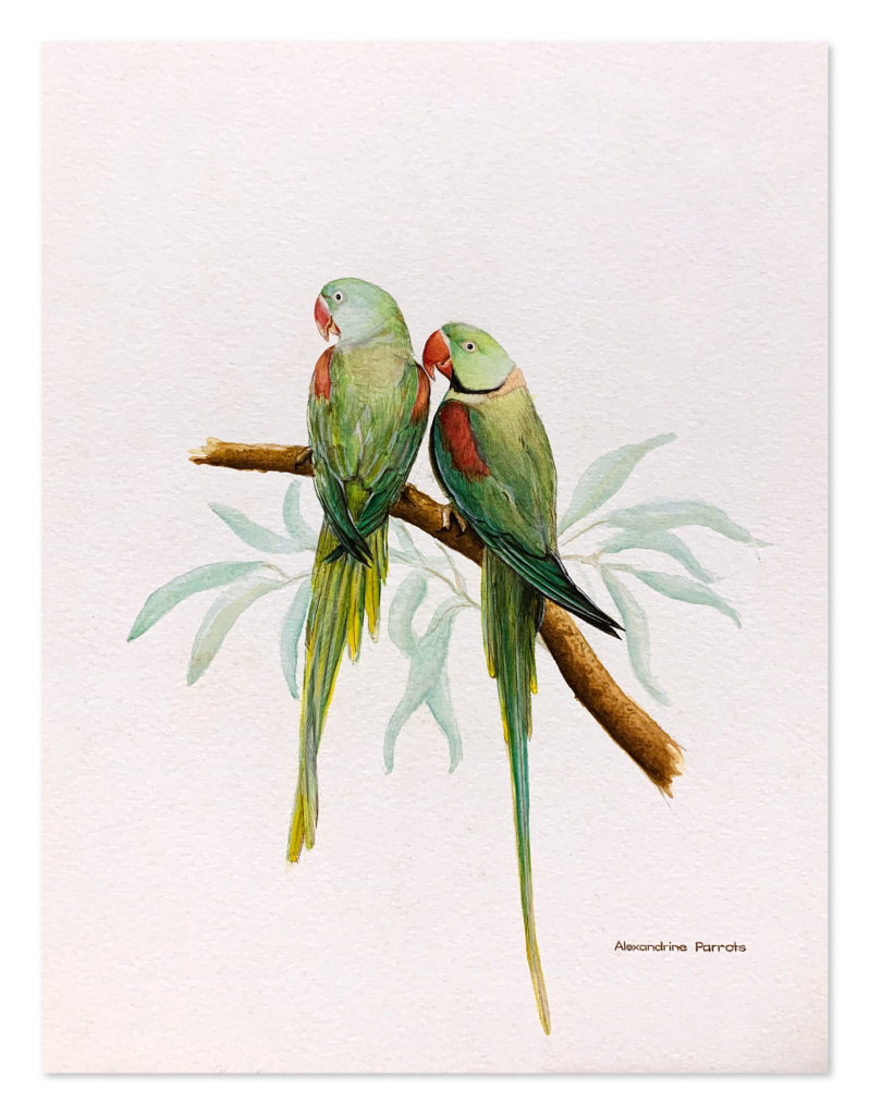 Alexandrine Parrots